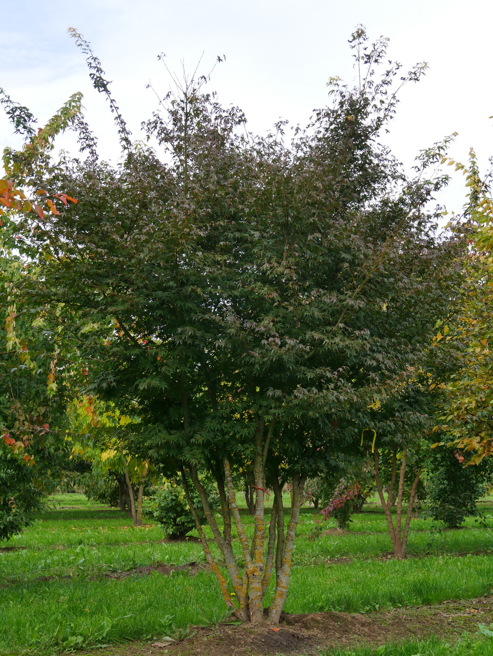 落葉樹 asobou Acer palmatum | Japanese maple - Pepinierele Van den Berk